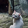 cat, white_cat, animal, outdoor, stone_steps, rustic, alley, moss, texture, curious, looking_back, feline, nature, daylight, quiet, old_wall, italy, photography, pet, alone
