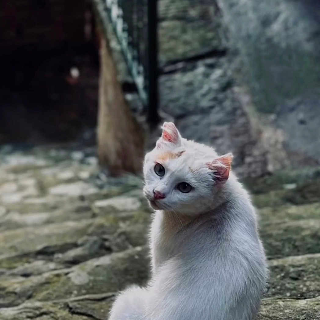 Grisette a rejoint le concours — aidez-le/la à gagner de superbes lots ! cat, white_cat, animal, outdoor, stone_steps, rustic, alley, moss, texture, curious, looking_back, feline, nature, daylight, quiet, old_wall, italy, photography, pet, alone
