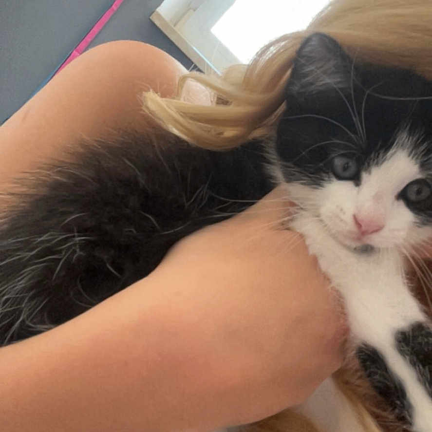 Chanel participe au concours pour gagner de l'argent avec cette photo : animal, black_and_white, blonde_hair, cat, close_up, curious, cute, domestic_animal, furry, hand, holding, indoor, kitten, leash, person, pet, purse, soft_fur, window, young