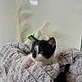 animal, black_and_white, cat, cozy, cute, decor, domestic_cat, flowers, fluffy_blanket, fur, indoor, kitten, pet, plants, portrait, relaxing, resting, soft_light, whiskers, young