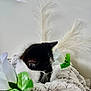 black_and_white, blanket, calm, close_up, cozy, curious, cute, domestic_cat, flower, fur, green_leaves, indoor, kitten, pampas_grass, pet, plant, resting, soft_texture, white_flower, young_animal