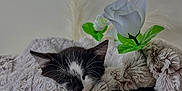 Mayson participe au concours pour gagner de l'argent avec cette photo : adorable, artificial_flower, black_and_white, blanket, cat, closeup, cozy, cute, domestic_animal, fluffy, fur, indoor, kitten, nap, peaceful, pet, resting, sleeping, soft_texture, white_rose