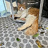 Némo participe au concours pour gagner de l'argent avec cette photo : cat, orange_cat, white_fur, fluffy, long_hair, pet, animal, face, eyes, ears, paws, pink_paw_pads, tail, lounging, relaxed, outdoor, glass, frame, woven_mat, fallen_leaves