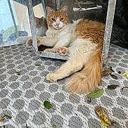 Némo a rejoint le concours — aidez-le/la à gagner de superbes lots ! cat, orange_cat, white_cat, fluffy, long_hair, feline, pet, animal, lying_down, relaxed, green_eyes, pink_nose, paw_pads, tail, outdoor, patio, metal_frame, reflection, woven_mat, fallen_leaves