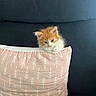 Némo a rejoint le concours — aidez-le/la à gagner de superbes lots ! kitten, cat, orange_and_white, fluffy, fur, face, eyes, ears, whiskers, pet, animal, couch, sofa, pillow, home, indoors, portrait, sitting, cute, patterned_fabric