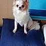 dog, chihuahua, small_dog, long_haired_dog, white_fur, tan_fur, pillow, blue_pillow, cushion, indoor, pet, sitting, portrait, alert, ears_up, tail, close_up, home_interior, wall, date_stamp