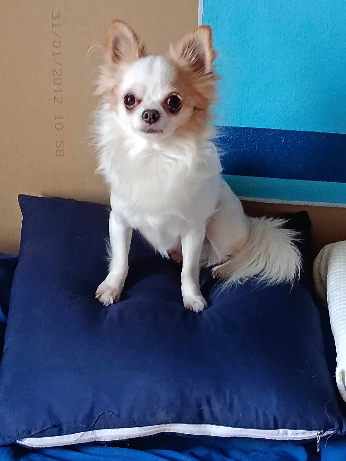 Ghost participe au concours pour gagner de l'argent avec cette photo : dog, chihuahua, small_dog, long_haired_dog, white_fur, tan_fur, pillow, blue_pillow, cushion, indoor, pet, sitting, portrait, alert, ears_up, tail, close_up, home_interior, wall, date_stamp