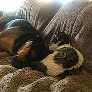 Lizzo Beans is registered to the contest to win money with this photo: animal, black, blanket, brown, cat, companion, couch, cozy, dog, fur, home, indoor, light, pet, relaxation, resting, sleeping, snuggling, white, window