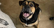 Lizzo Beans joined the competition — help win amazing prizes! animal, blanket, brown_and_black, canine, companion, cute, dog, domestic, ears, excited, floor, friendly, furry, happy, indoor, looking_up, mouth_open, pet, tongue_out, waiting