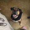 animal, blanket, brown_and_black, canine, companion, cute, dog, domestic, ears, excited, floor, friendly, furry, happy, indoor, looking_up, mouth_open, pet, tongue_out, waiting