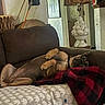 Lizzo Beans joined the competition — help win amazing prizes! arrows, blanket, brown_dog, canine, comfort, couch, cozy, curious, decor, dog, framed_picture, furniture, home, indoor, lamp, living_room, lying_down, pet, relaxed, resting