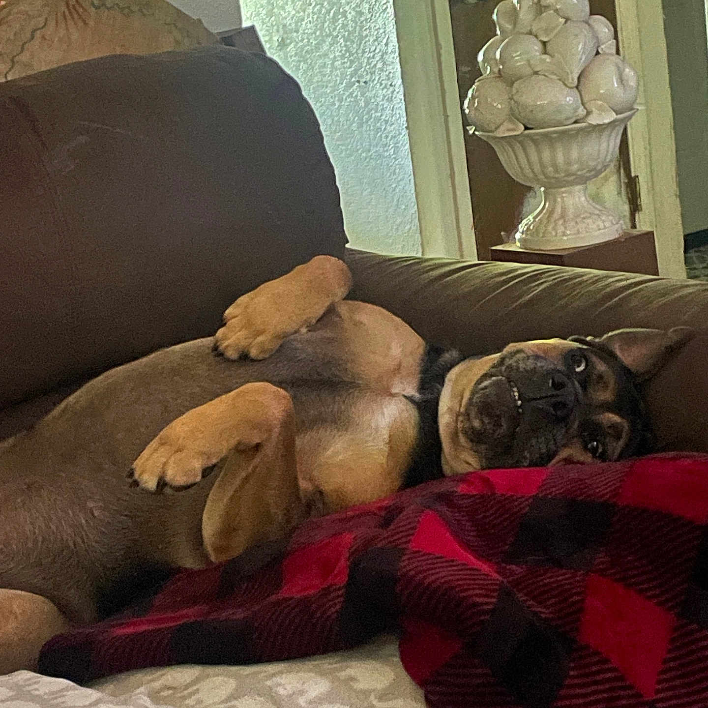 Lizzo Beans joined the competition — help win amazing prizes! animal, black, blanket, brown, ceramic, couch, cozy, decor, dog, door, fur, furniture, home, indoor, lying_down, paw, pet, relaxed, resting, tan
