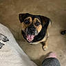 Lizzo Beans is registered to the contest to win money with this photo: animal, black_and_tan, blanket, canine, companion, cute, dog, domestic_animal, floor, friendly, fur, happy, indoor, looking_up, paw, pet, playful, sitting, smiling, tongue