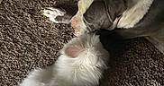 Katie Bug And Louis is registered to the contest to win money with this photo: dog, cat, carpet, indoor, pet, animal, fur, resting, close_together, friendship, brown, white, grey, domestic, cute, companion, floor, relaxed, laying, cozy