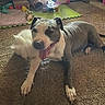 Katie Bug And Louis is registered to the contest to win money with this photo: animal, carpet, cozy, dog, floor, furniture, gray_and_white, household_items, indoor, light, lying_down, mat, panting, paw, pet, playful, room, tail, toy, yawning