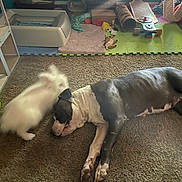 Katie Bug And Louis is registered to the contest to win money with this photo: animal, black, bunny, carpet, cozy, dog, floor, furry, home, indoor, light, longboard, mat, pet_bed, playful, sleeping, sunbeam, toys, white, window
