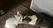 Katie Bug And Louis is registered to the contest to win money with this photo: animal, brown, carpet, companion, cozy, cute, dog, domestic, doorway, floor, friendship, furry, indoor, nose_to_nose, peaceful, pet, quiet, rabbit, relaxed, white