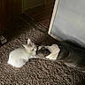 Katie Bug And Louis is registered to the contest to win money with this photo: rabbit, dog, carpet, indoor, animal, pet, furry, white, brown, floor, doorway, friendship, nose_to_nose, relaxed, cozy, quiet, domestic, companion, cute, peaceful