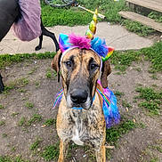Chevelle joined the competition — help win amazing prizes! dog, great_dane, costume, unicorn, tutu, rainbow, outdoor, grass, backyard, bicycle, steps, sidewalk, pet, animal, colorful, playful, canine, festive, fun, cute