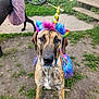 dog, great_dane, costume, unicorn, tutu, rainbow, outdoor, grass, backyard, bicycle, steps, sidewalk, pet, animal, colorful, playful, canine, festive, fun, cute