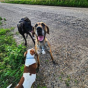 Chevelle joined the competition — help win amazing prizes! animal, black_dog, brown_dog, canine, dog, dogs, friendly, grass, gravel_road, green_fields, happy, nature, outdoor, pet, playful, sky, summer, sunlight, sunset, white_and_brown_dog