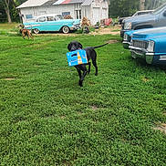 Mercedes joined the competition — help win amazing prizes! dog, black_dog, grass, vintage_car, shed, outdoor, vehicle, greenery, playful, running_dog, yard, nature, blue_box, canine, pet, old_car, rustic, tree, daylight, fun