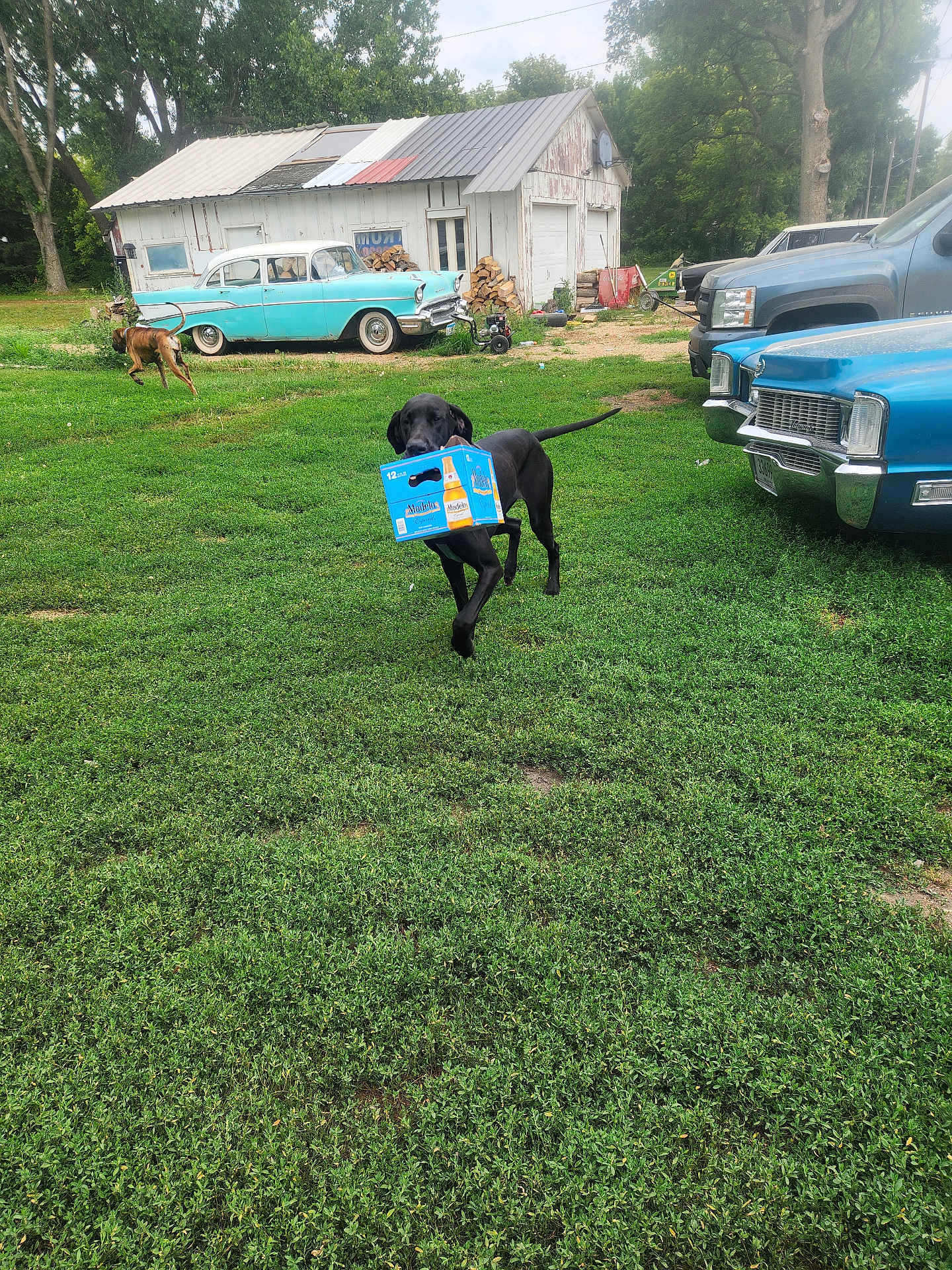 Mercedes joined the competition — help win amazing prizes! dog, black_dog, grass, vintage_car, shed, outdoor, vehicle, greenery, playful, running_dog, yard, nature, blue_box, canine, pet, old_car, rustic, tree, daylight, fun