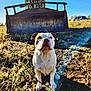 dog, bulldog, excavator, construction, rusty, outdoor, field, sunny, blue_sky, dirt, grass, vehicle, machinery, nature, animal, pet, sitting, daytime, heavy_equipment, working_site