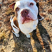 Bentley joined the competition — help win amazing prizes! animal, brown_and_white, canine, closeup, dirt, dog, ears, grass, legs, looking_up, nature, outdoor, person, pet, pitbull, portrait, shoes, sitting, snout, sunlight