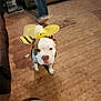 Bentley is registered to the contest to win money with this photo: animal, bee_costume, blurred_background, brown_and_white, canine, casual, companion, costume, curious, cute, dog, domestic, flooring, furniture, household, indoor, metal_bowl, pet, walking_person, wooden_floor
