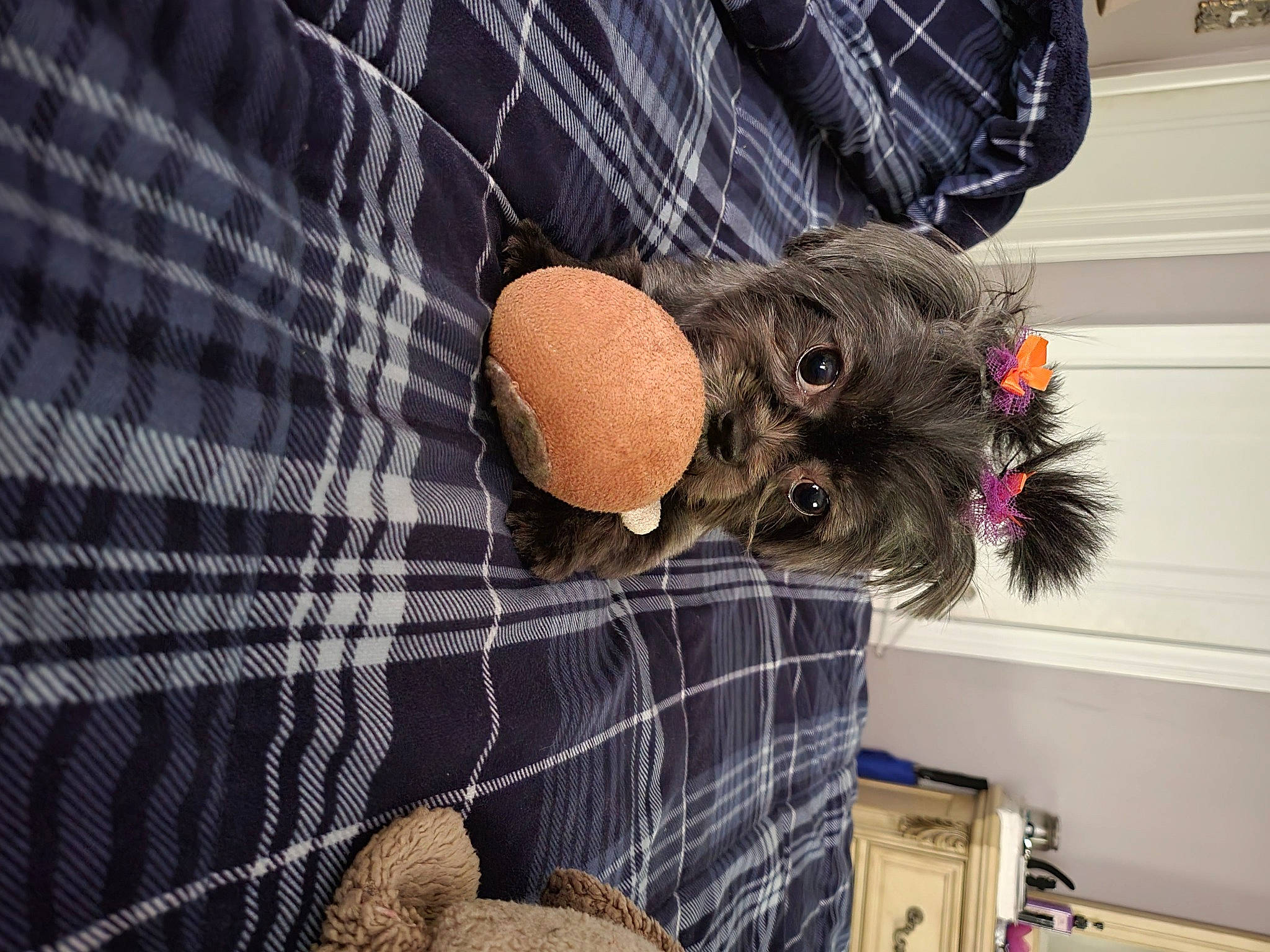 Midnight joined the competition — help win amazing prizes! bag, denim, fawn, felidae, fur, grey, hat, pattern, plaid, plush, pocket, rabbits_and_hares, sleeve, small_to_medium_sized_cats, stuffed_toy, t_shirt, tartan, textile, toy, whiskers