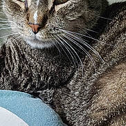 Chewy is registered to the contest to win money with this photo: cat, tabby, close_up, fur, whiskers, ears, eyes, pet, animal, resting, cushion, indoor, feline, comfort, relaxed, texture, striped, muzzle, nose, sleepy