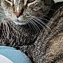 cat, tabby, close_up, fur, whiskers, ears, eyes, pet, animal, resting, cushion, indoor, feline, comfort, relaxed, texture, striped, muzzle, nose, sleepy