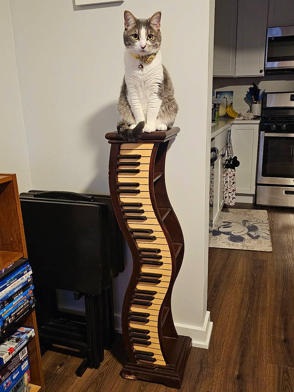 Marie is registered to the contest to win money with this photo: appliance, bookshelf, cat, collar, curious, decor, dvds, feline, flooring, furniture, home, indoor, keyboard, kitchen, mickey_mouse, pet, rug, sitting, stacked_chairs, wooden_floor