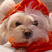Cotton Marie Davin is registered to the contest to win money with this photo: animal, close_up, companion, cozy, cute, cute_pet, dog, fur, hoodie, indoors, orange_hoodie, pet, pom_pom, portrait, relaxed, resting, sleepy, small_dog, soft, white_dog