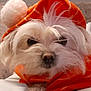 animal, close_up, companion, cozy, cute, cute_pet, dog, fur, hoodie, indoors, orange_hoodie, pet, pom_pom, portrait, relaxed, resting, sleepy, small_dog, soft, white_dog