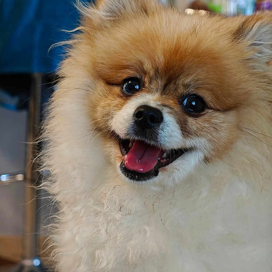 Akira a rejoint le concours — aidez-le/la à gagner de superbes lots ! adorable, animal, canine, closeup, companion, cute, dog, domestic_animal, face, fluffy, friendly, fur, happy, indoors, pet, pomeranian, portrait, small_dog, smiling, tongue_out