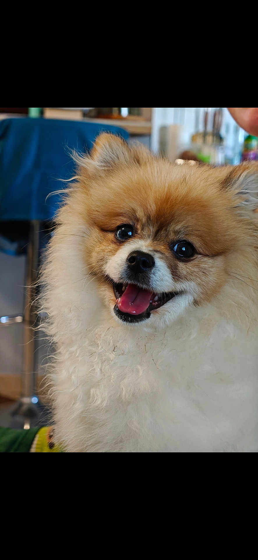 Akira a rejoint le concours — aidez-le/la à gagner de superbes lots ! dog, pomeranian, fluffy, happy, pet, animal, cute, smiling, tongue_out, indoors, portrait, fur, friendly, companion, small_dog, domestic_animal, canine, closeup, adorable, face