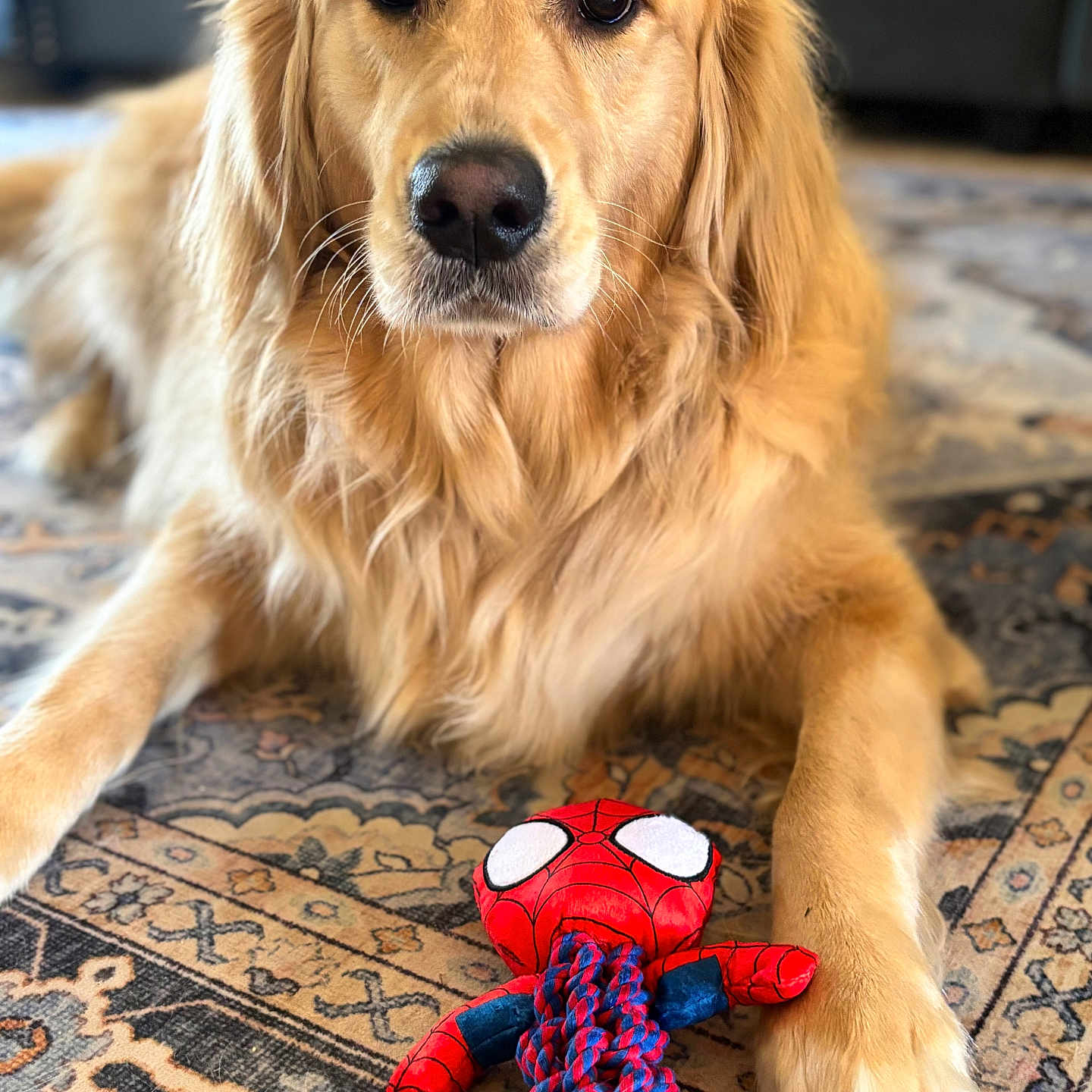 Marly is registered to the contest to win money with this photo: animal, canine, cockerspaniel, dog, goldenretriever, labradorretriever, pet, plush, puppy, toy, whitedog