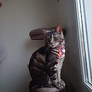 Vaiana a rejoint le concours — aidez-le/la à gagner de superbes lots ! cat, tabby, pet, indoor, window, collar, glowing_tag, cat_tree, feline, striped, domestic_cat, sitting, looking_out_window, fur, whiskers, ears, animal, household, quiet, curious