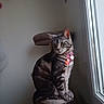 cat, tabby, pet, indoor, window, collar, glowing_tag, cat_tree, feline, striped, domestic_cat, sitting, looking_out_window, fur, whiskers, ears, animal, household, quiet, curious
