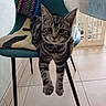 cat, kitten, tabby, chair, furniture, blanket, indoor, floor, tile, pet_gate, curious, stretching, paws, whiskers, ears, collar, striped, young, animal, pet