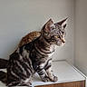 cat, tabby_cat, animal, pet, indoor, window, curtain, white_surface, feline, alert, fur, whiskers, ears, yellow_eyes, sitting, side_view, domestic_animal, home, cozy, minimalist