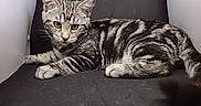 Vaiana participe au concours pour gagner de l'argent avec cette photo : cat, tabby, silver_tabby, striped_fur, yellow_eyes, animal, pet, feline, lying_down, curious, indoor, black_background, close_up, portrait, whiskers, ears, paw, fur, resting, domestic_cat