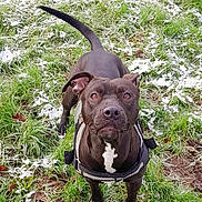 Ghosty joined the competition — help win amazing prizes! dog, black_dog, outdoor, grass, frost, pet, animal, canine, nature, winter, alert, standing, curious, fur, muzzle, tail, ears, collar, playful, daylight