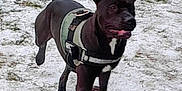 Ghosty joined the competition — help win amazing prizes! dog, black_dog, running, snow, outdoor, animal, pet, canine, harness, active, nature, winter, frost, playful, energetic, grass, paw, tail, alert, fur