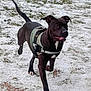 dog, black_dog, running, snow, outdoor, animal, pet, canine, harness, active, nature, winter, frost, playful, energetic, grass, paw, tail, alert, fur