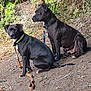 dog, black_dog, leash, sitting, outdoor, nature, fence, dirt, plant, greenery, pet, animal, collar, two_dogs, canine, quiet, daylight, alert, companions, resting