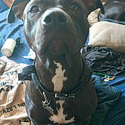 Ghosty is registered to the contest to win money with this photo: animal, bed, black_dog, blanket, canine, close_up, collar, curious, dog, domestic_animal, ears, face, furniture, indoor, looking_up, messy, pet, room, white_patch, wooden_furniture