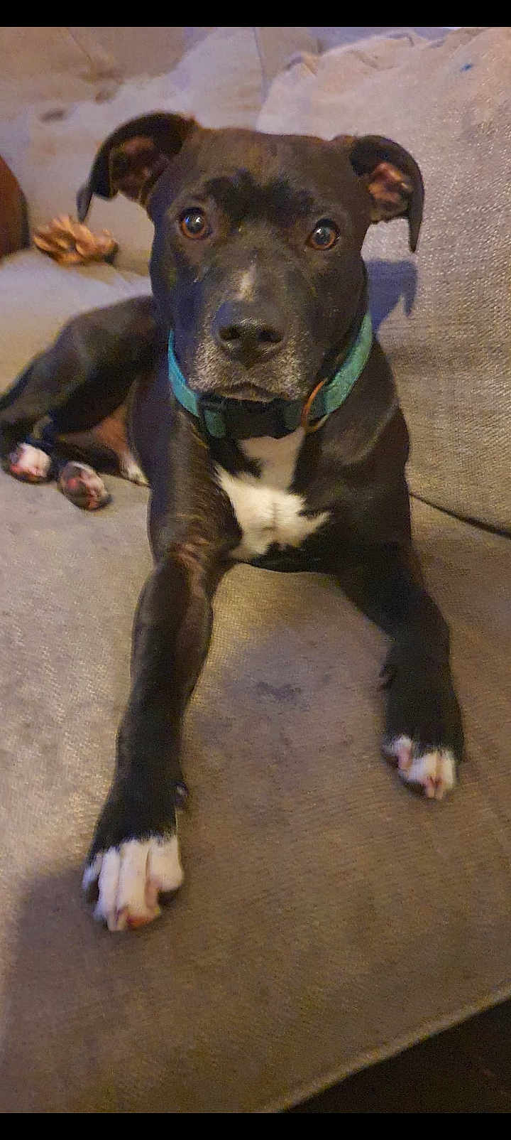 Goofy is registered to the contest to win money with this photo: dog, black_dog, white_paws, white_chest, collar, pet, canine, indoor, couch, furniture, animal, looking, ears_up, paw, resting, domestic_animal, companion, cute, alert, laying_down